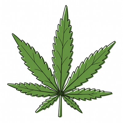 Cannabis leaf on plain background