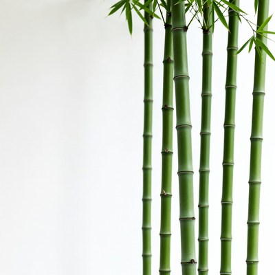 Green bamboo stalks in bright space