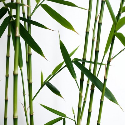 Green bamboo stalks with leaves in daylight