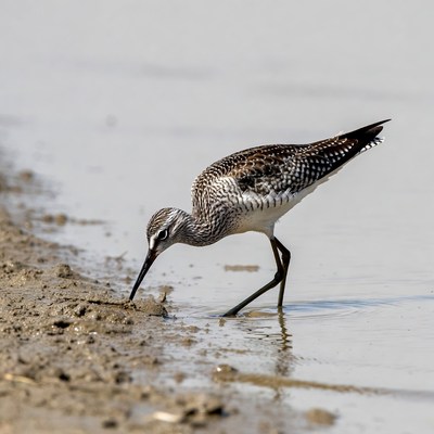 Bird feeding on muddy shore