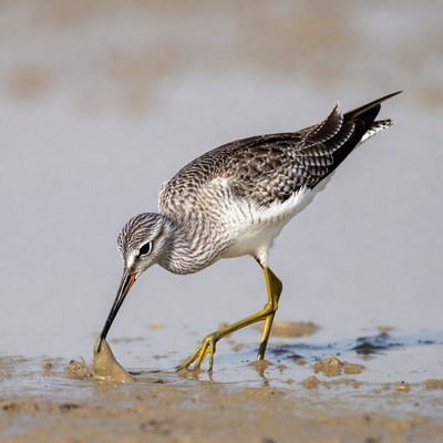 Bird feeding by the water's edge