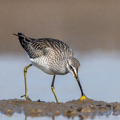 Bird foraging at low tide