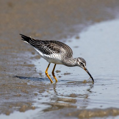 Shorebird foraging along the water