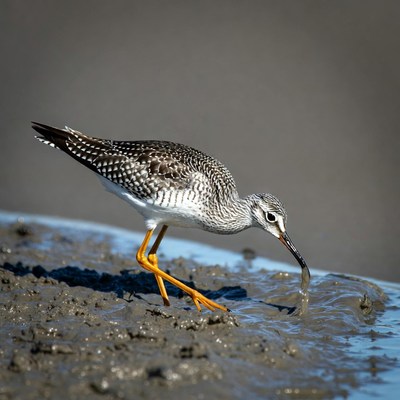 Bird foraging at muddy shore