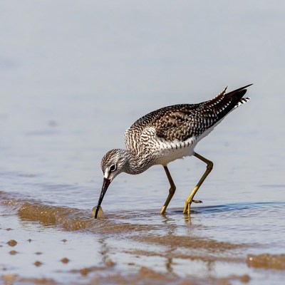 Bird hunting on the shore in daylight