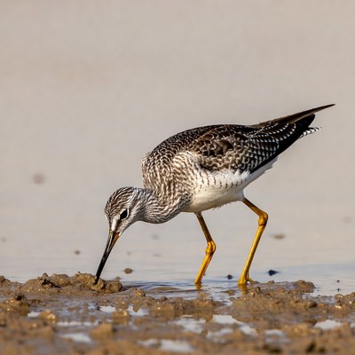 Bird foraging near water at sunset