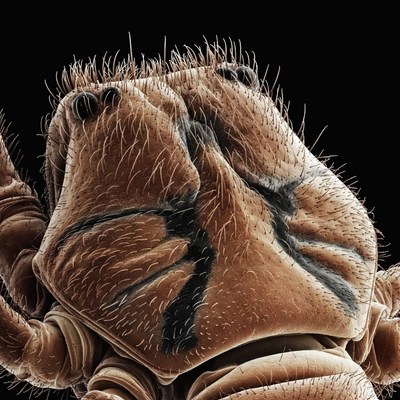 Close-up view of a mite