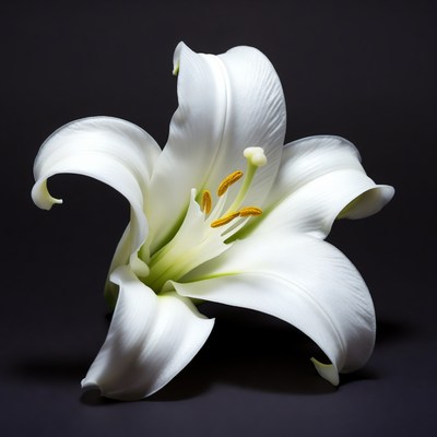 White lily on black background