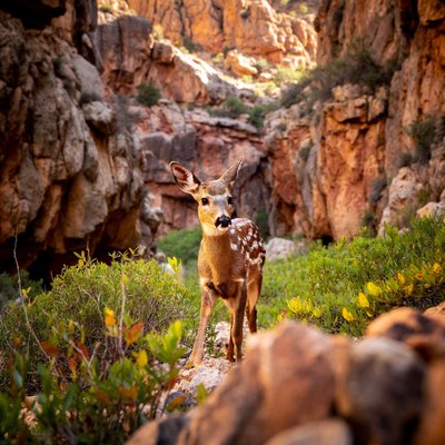 Deer stands in rocky canyon
