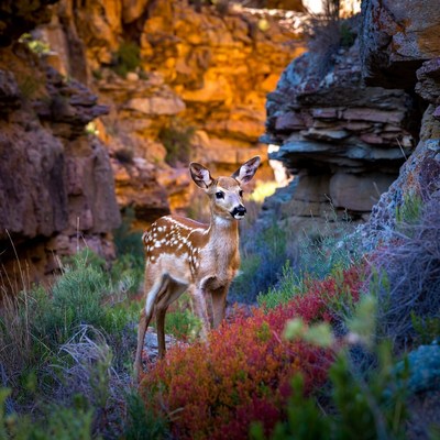 Young deer in rocky landscape