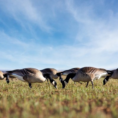 Geese feeding in open field