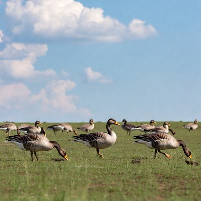 Geese walking on green field