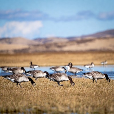 Geese feeding near water in nature