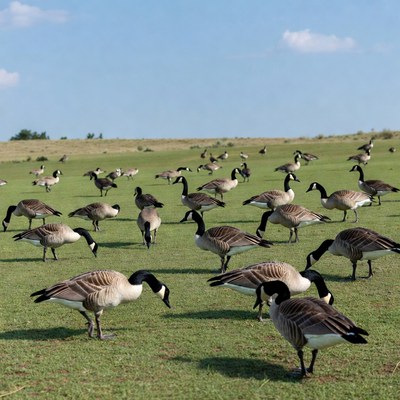 Geese gather on grassy field