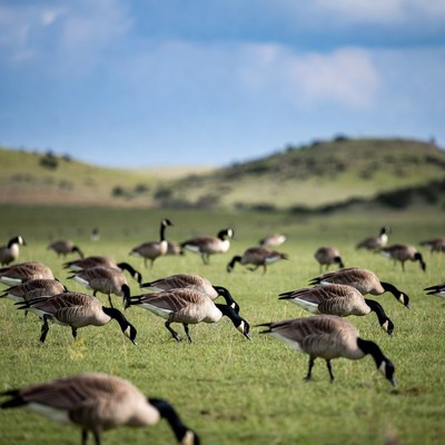 Geese feeding in grassy field