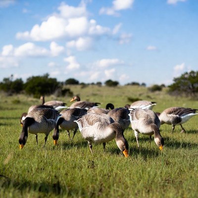 Geese feeding in a green field