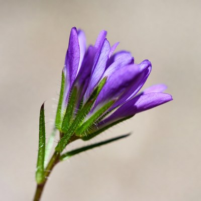 Purple flower in natural light