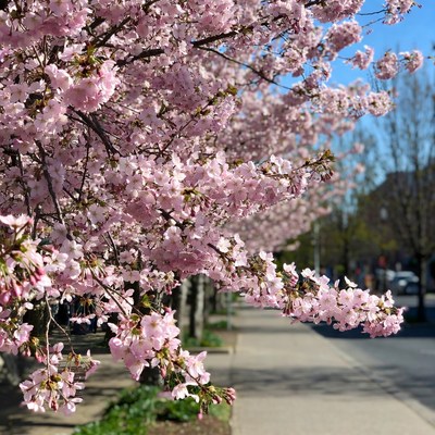 Cherry blossoms line the street in spring