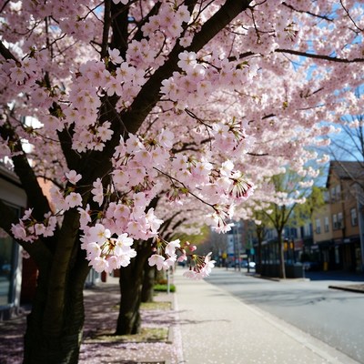 Cherry blossoms lining city street in spring