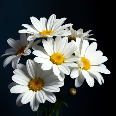 White flowers on dark background