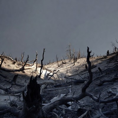 Trees and earth under dark sky
