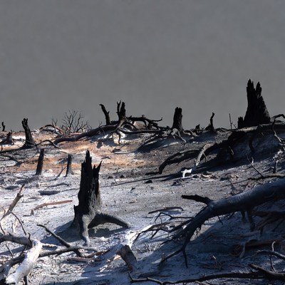 Forest fire aftermath in a burned area