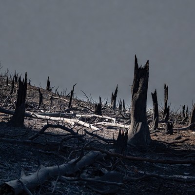 Burned forest landscape with dead trees