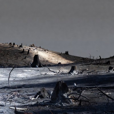 Forest cleared after fire damage