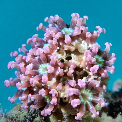 Colorful coral thriving under water