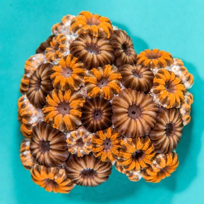 Coral cluster on blue background