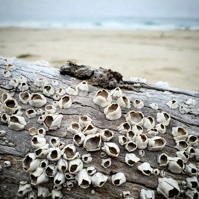 Shells on driftwood at the beach