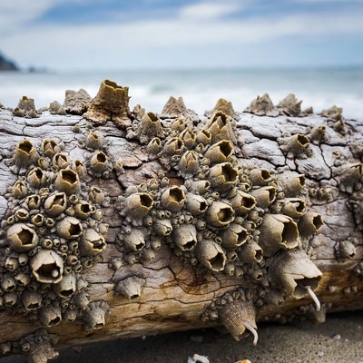 Barnacles on driftwood at beach