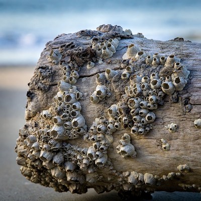 Driftwood covered in barnacles at the beach
