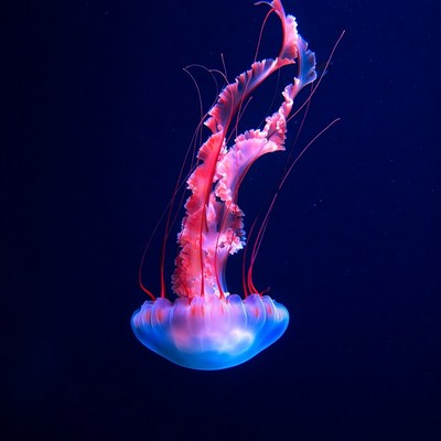Colorful jellyfish swimming in dark water