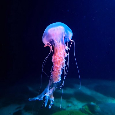 Jellyfish swimming in dark water