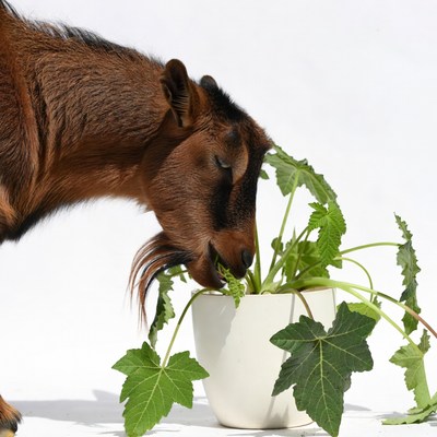 Goat eating leaves from pot