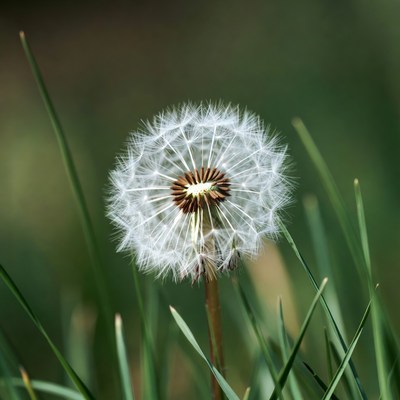 Dandelion seed head in grass
