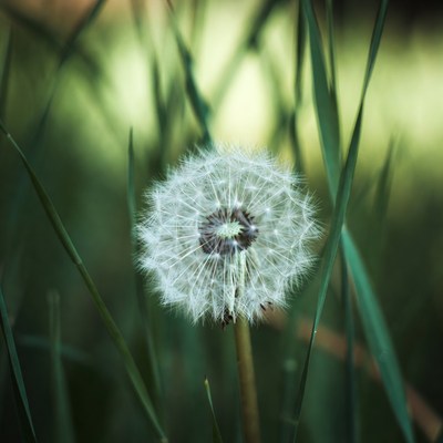 Dandelion in green grass close up
