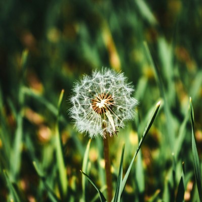 Dandelion in green grass during spring