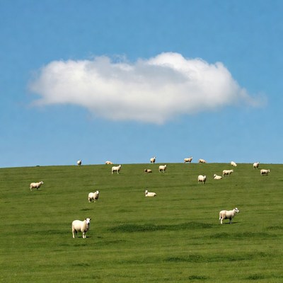Sheep grazing on green hill