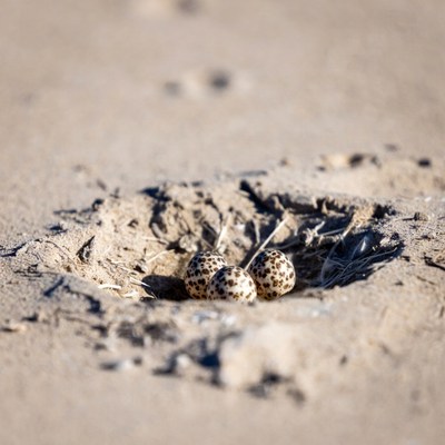 Nest with three speckled eggs on sand