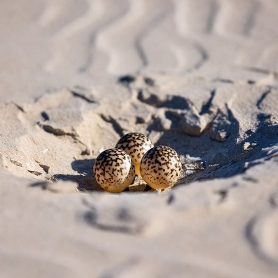 Three eggs in sandy nest