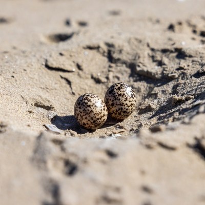 Two eggs in sandy nest