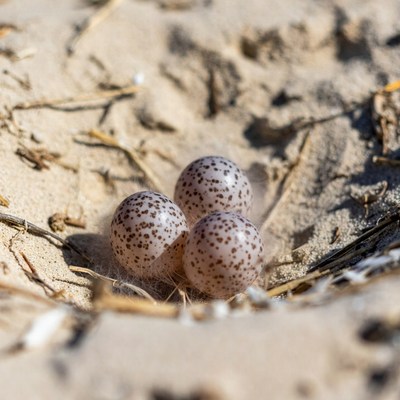 Three eggs on sandy ground