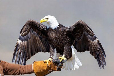 Bald eagle on falconer's glove