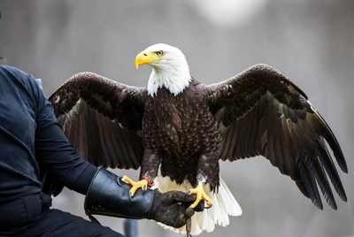 Bald eagle perched on handler's arm