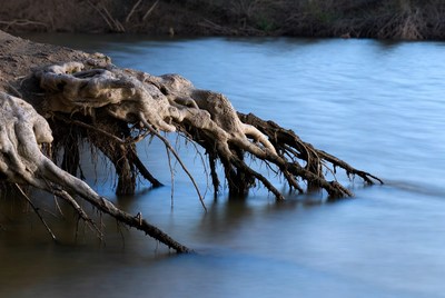 Roots extend into the water at the riverbank