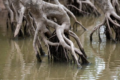 Mangrove roots in shallow water