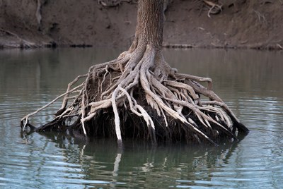 Roots in still water at riverbank