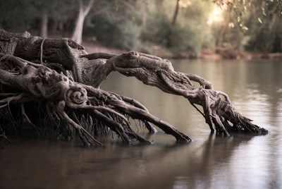 Tree roots by the water